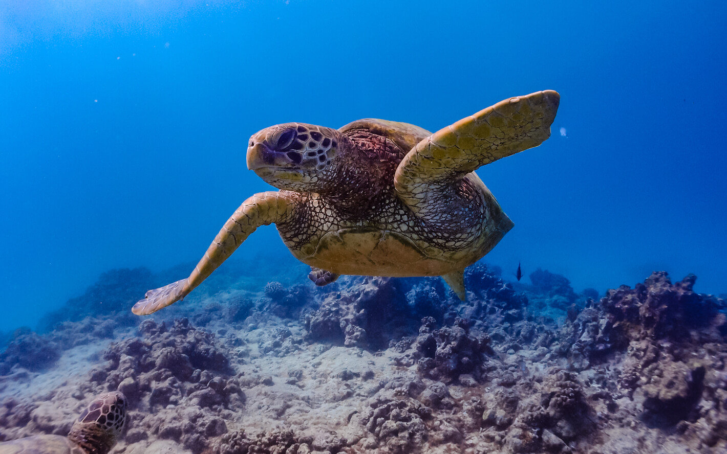 ウミガメも生きる綺麗な海