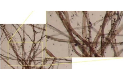 江戸時代の紙を電子顕微鏡で拡大したもの